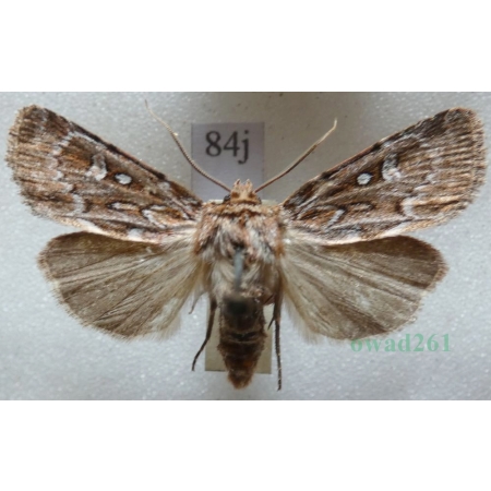 Lycophotia porphyrea (Denis & Schiffermüller, 1775) Czech84j